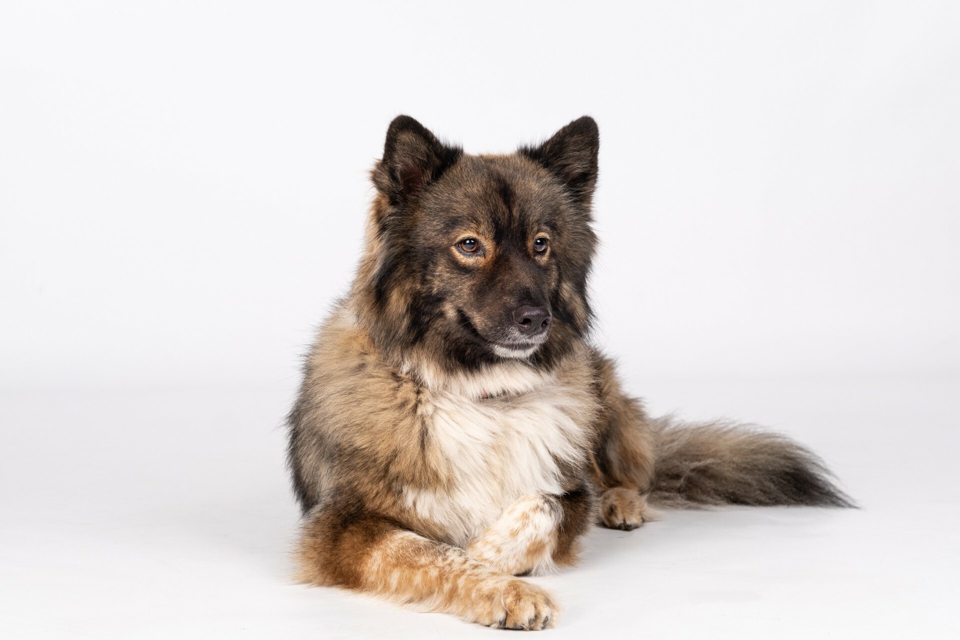 Shiva, B&uuml;rohund der Amrath GmbH